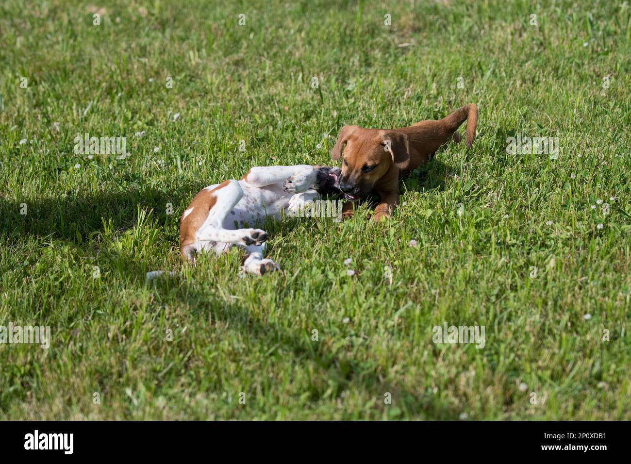Coppia di cani adottivo che giocano in erba Foto Stock