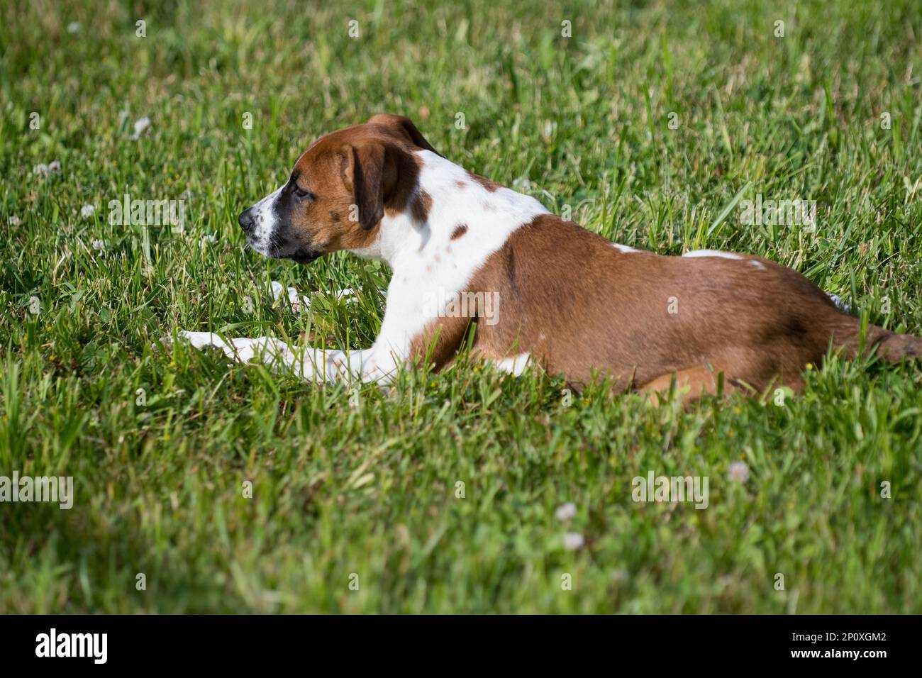 Cucciolo marrone e bianco nell'erba Foto Stock