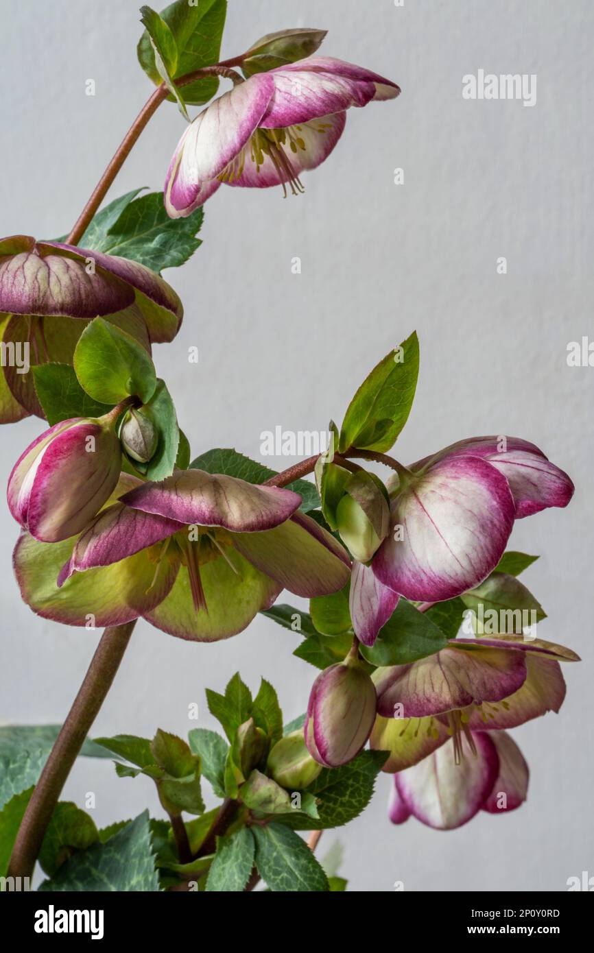 Studio di un Hellebore rosa e bianco, Glenda's Gloss Foto Stock