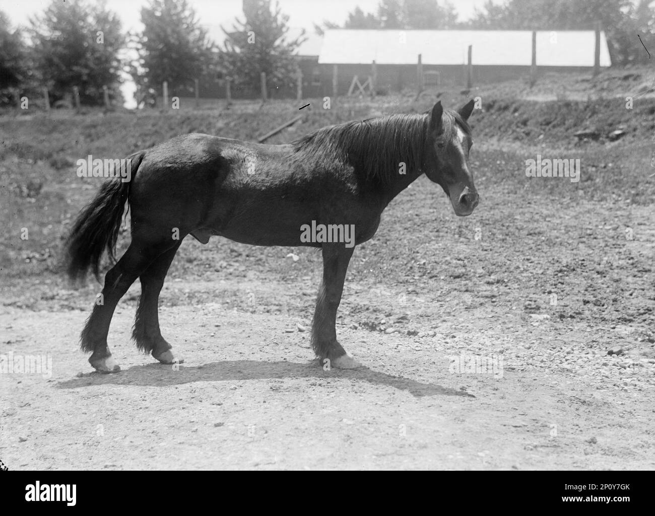 Rodney, Cavallo dell'Esercito durante la guerra cubana, si ritirò a Fort Myer, 1916. Foto Stock