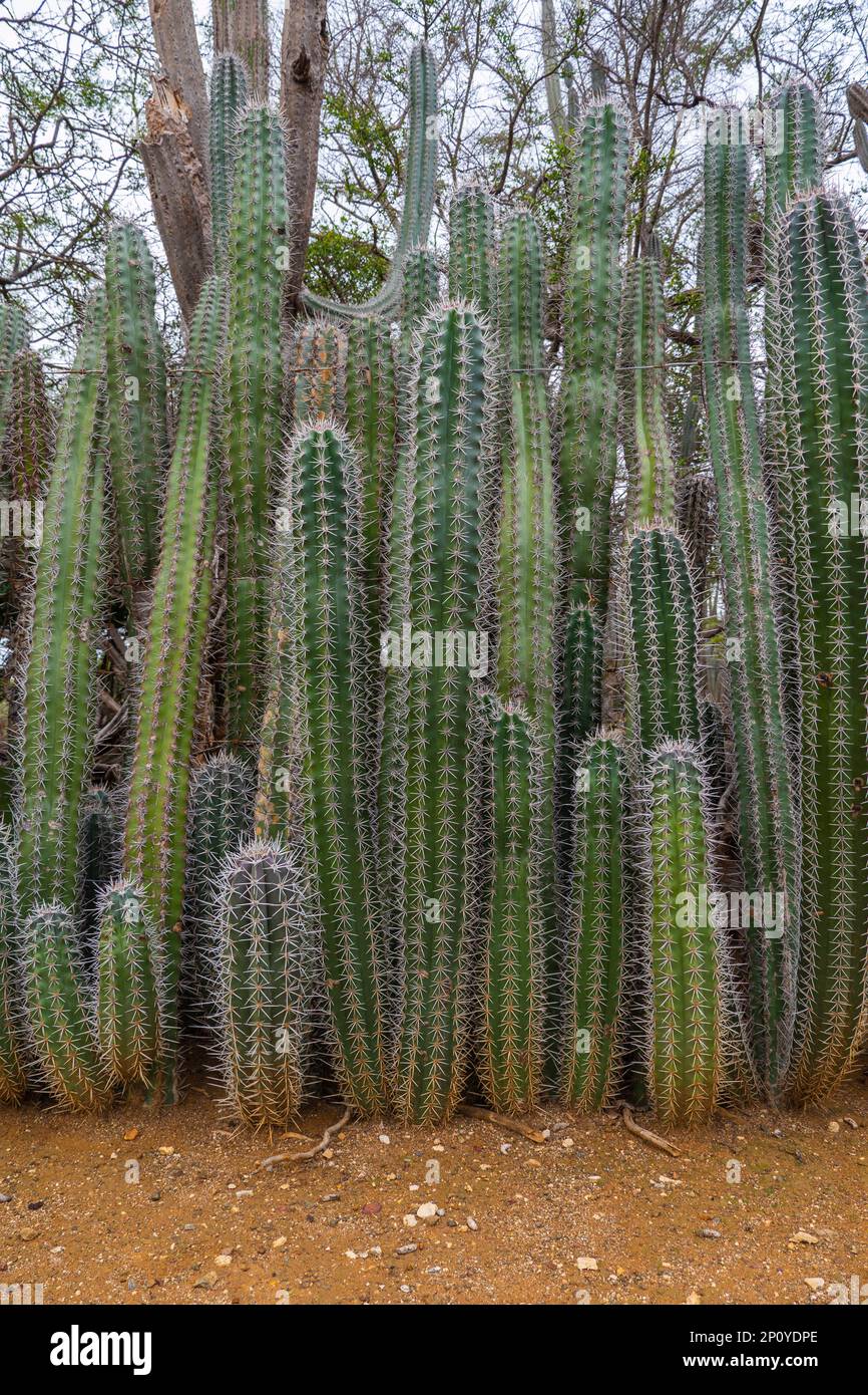 Recinzione naturale fatta di cactus enorme su Bonaire. Cactus in una fila come siepe lungo il giardino. Stenocereus griseus. Viene utilizzato per impedire gli intrusi. Foto Stock