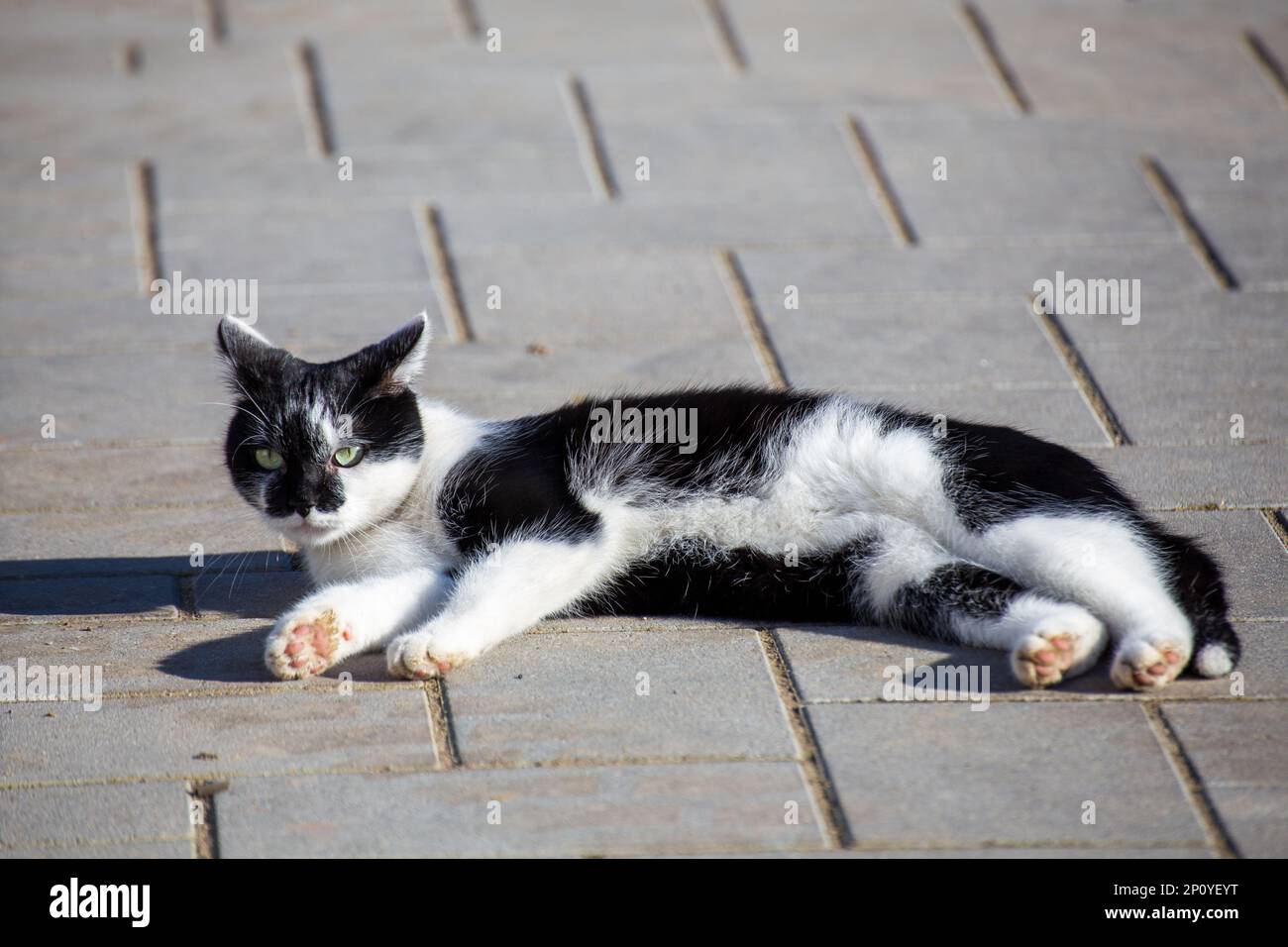 Gatto domestico con pelliccia bianca e nera si trova in attesa Foto Stock