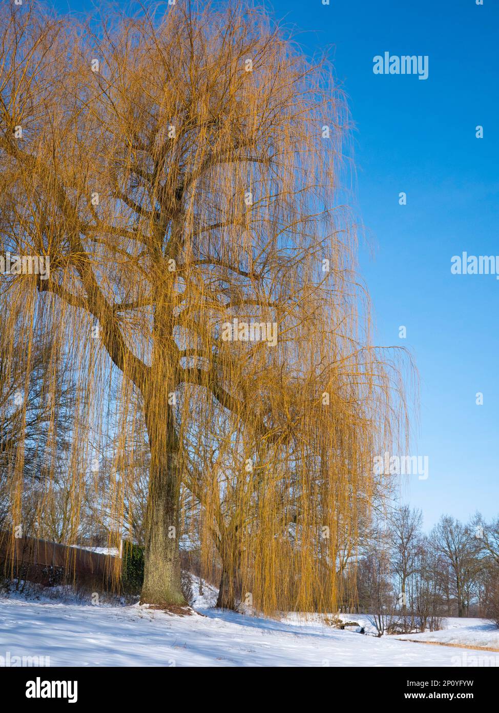 Stagno congelato che è parzialmente coperto di neve. Il sole splende splendidamente attraverso gli alberi nudi e cespugli sullo stagno ghiacciato e la neve. Foto Stock