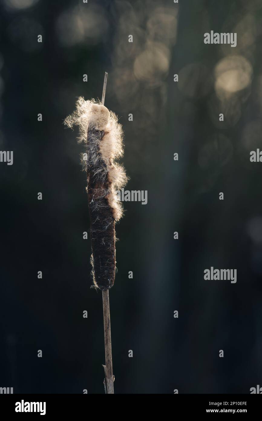 Typha, bulrush, Reedmace, Reed, Cattail in una calda luce mattutina. Foto Stock