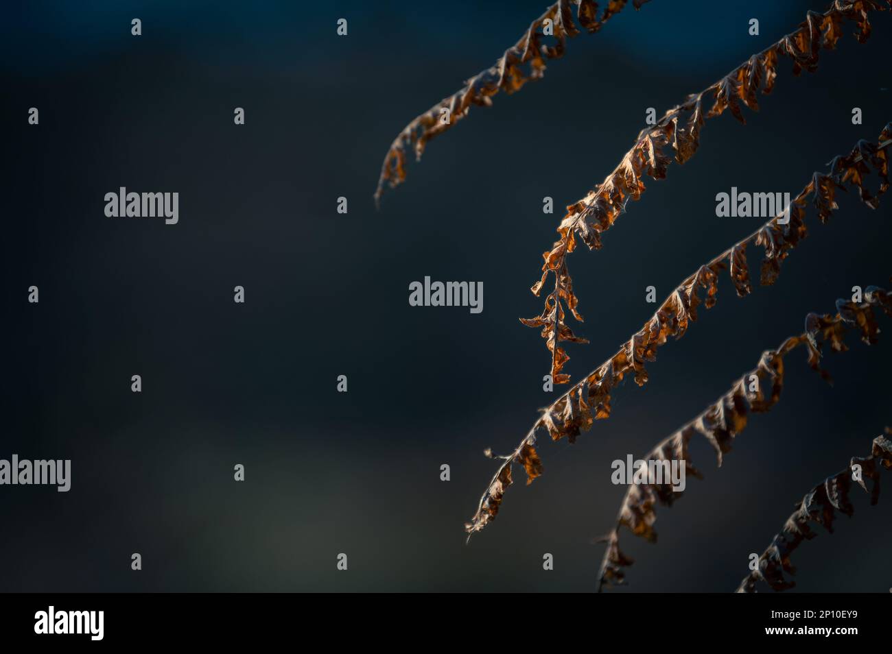 Bracken (Pteridium) in una calda luce mattutina. Fern.Orange Foto Stock