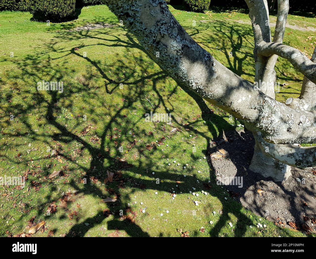 Particolare di un ramo di mela che getta un'ombra su un prato. Foto Stock