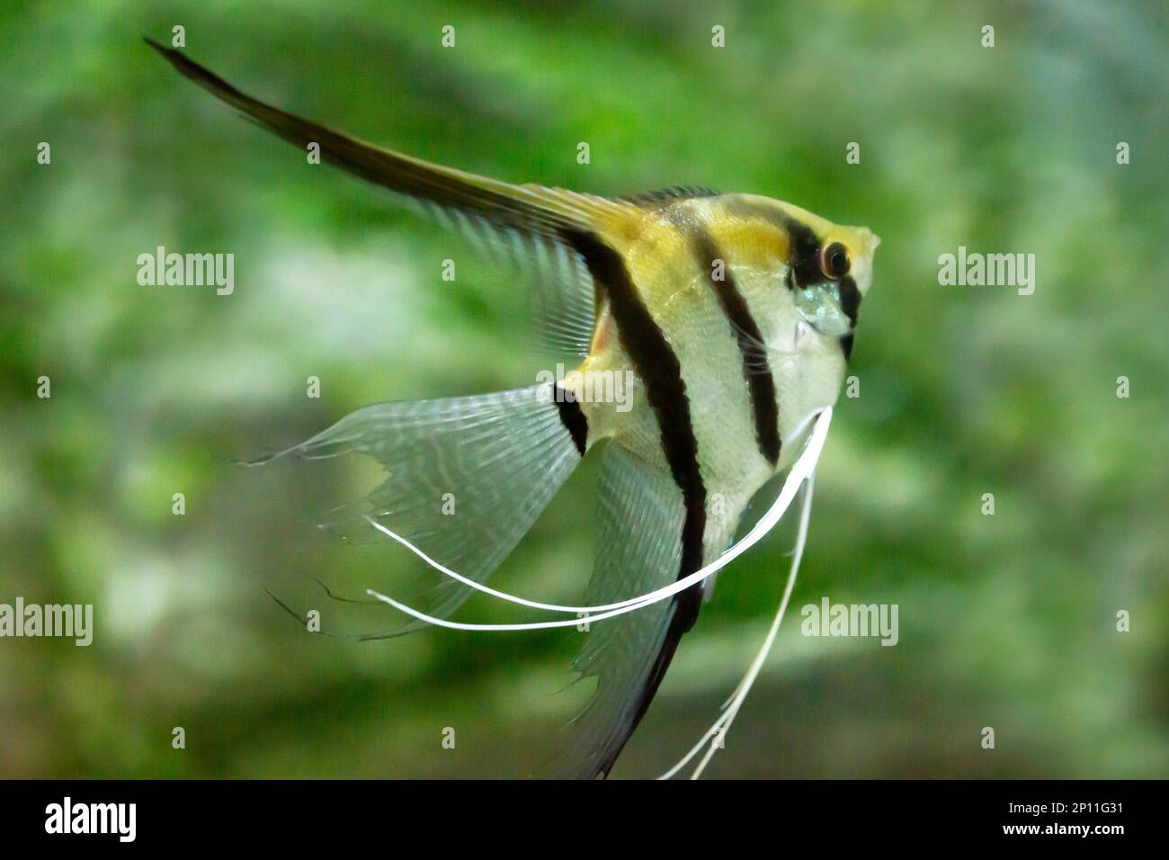 Ritratto di pesce angelo d'acqua dolce o Scalare, Pterophyllum scalare, arancione nero bianco argento Foto Stock