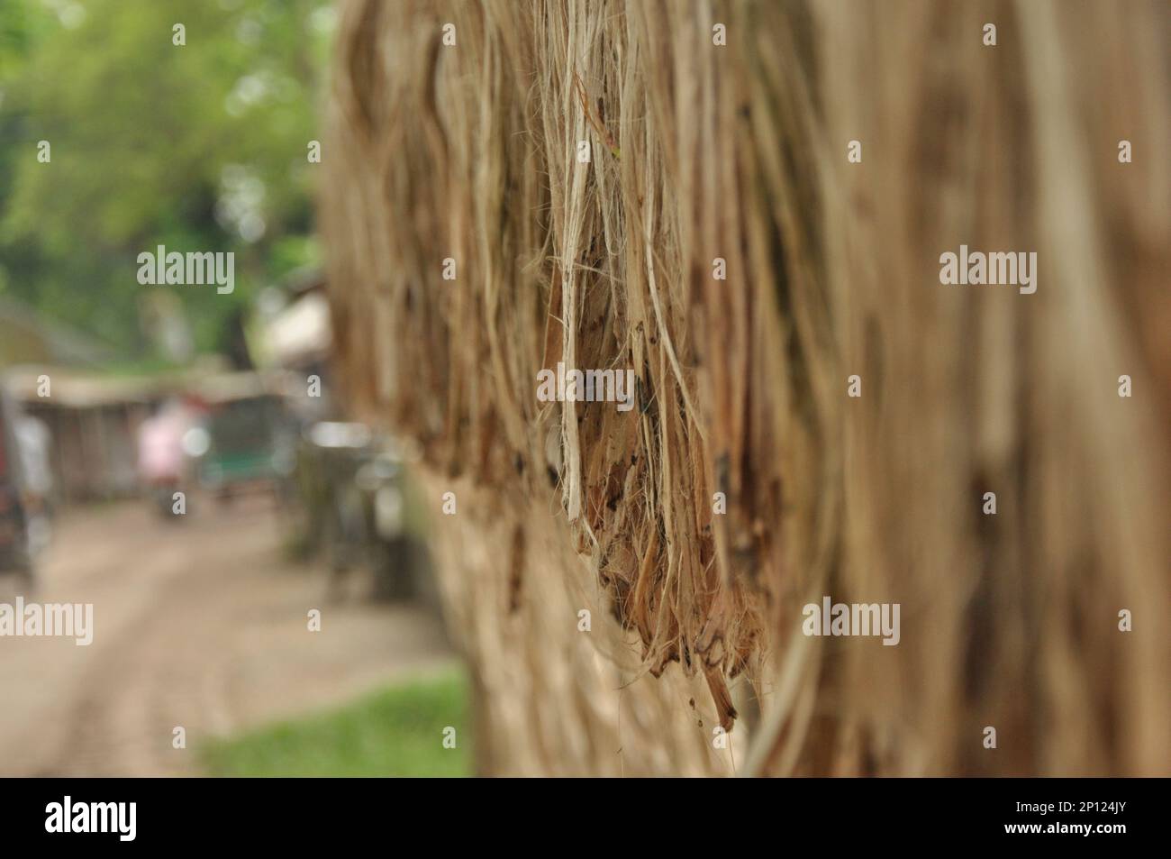 Immagine di una donna che sta elaborando la iuta in Bangladesh. Foto Stock