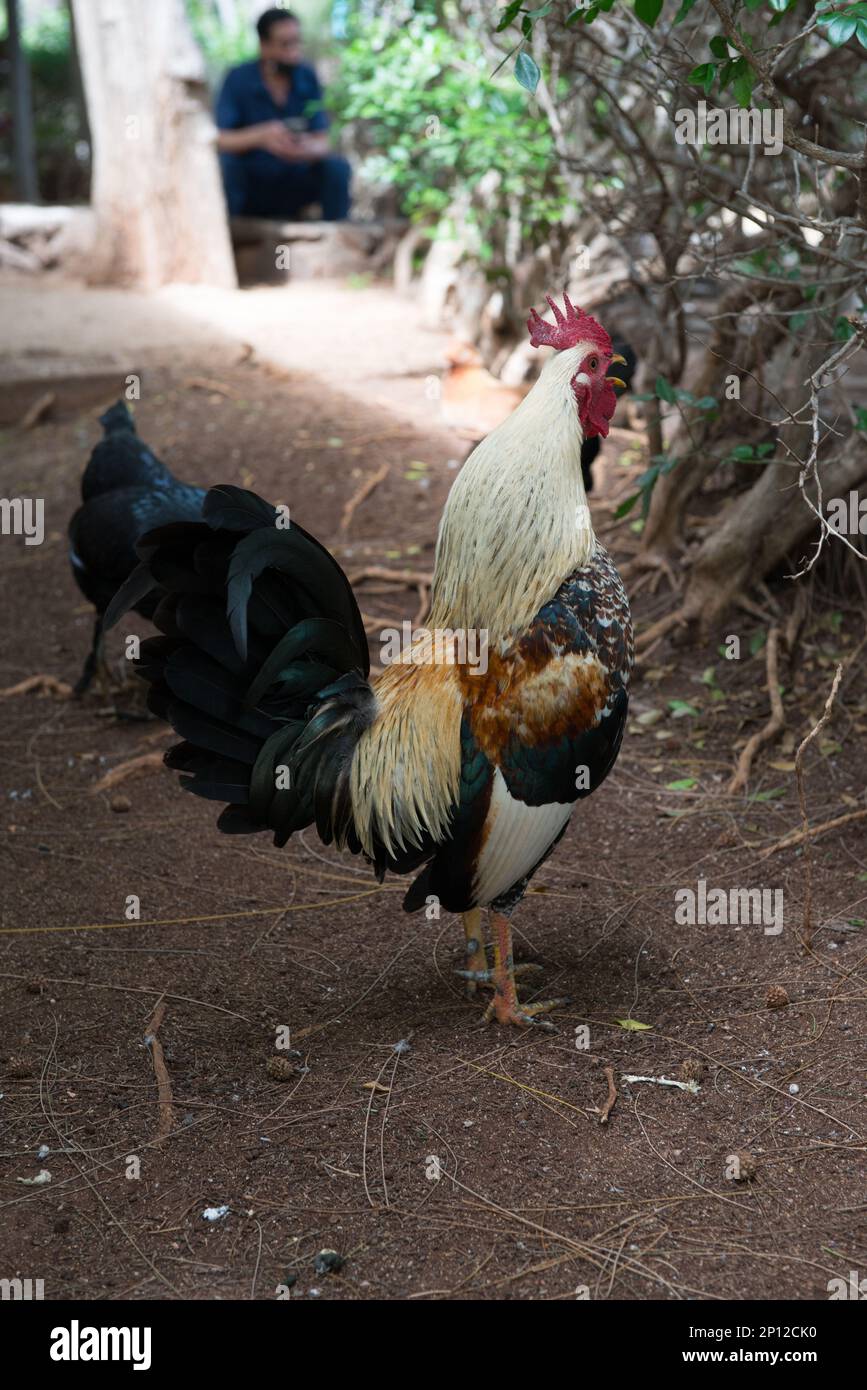 Uno dei molti evasivi polli liberi sull'isola di Oahu, Hawaii causando problemi per la fauna e l'ambiente nativi. Foto Stock