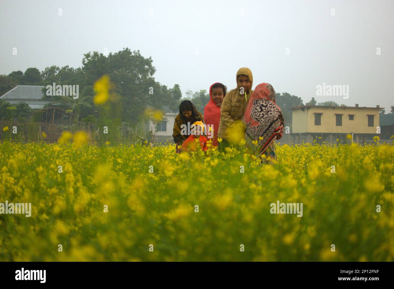 Foto mattutina invernale in una zona rurale con campo di senape in Bangladesh. Foto Stock