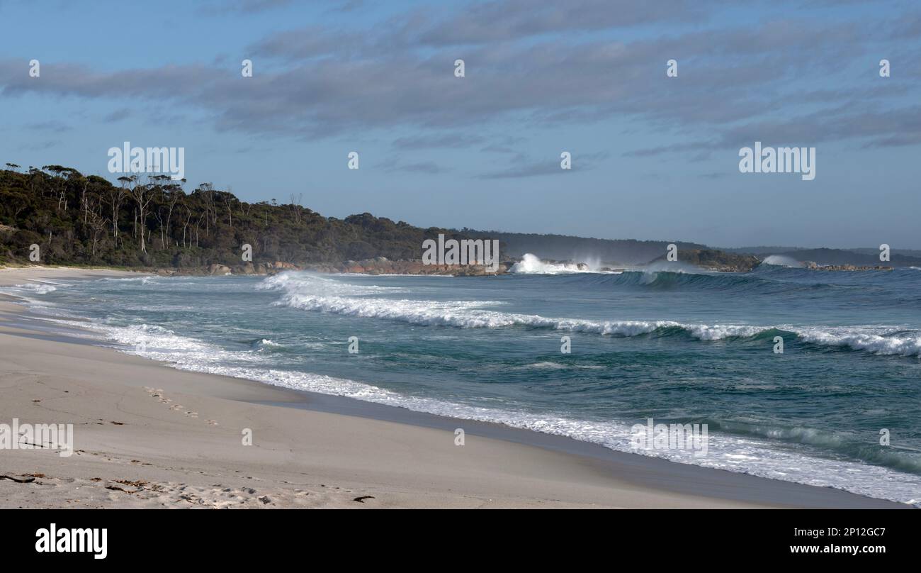 Spiaggia di surf bianco e onde blu in Tasmania. Una serie di impronte sulla sabbia conduce a un promontorio alberato e a una costa di massi con onde perfette. Foto Stock