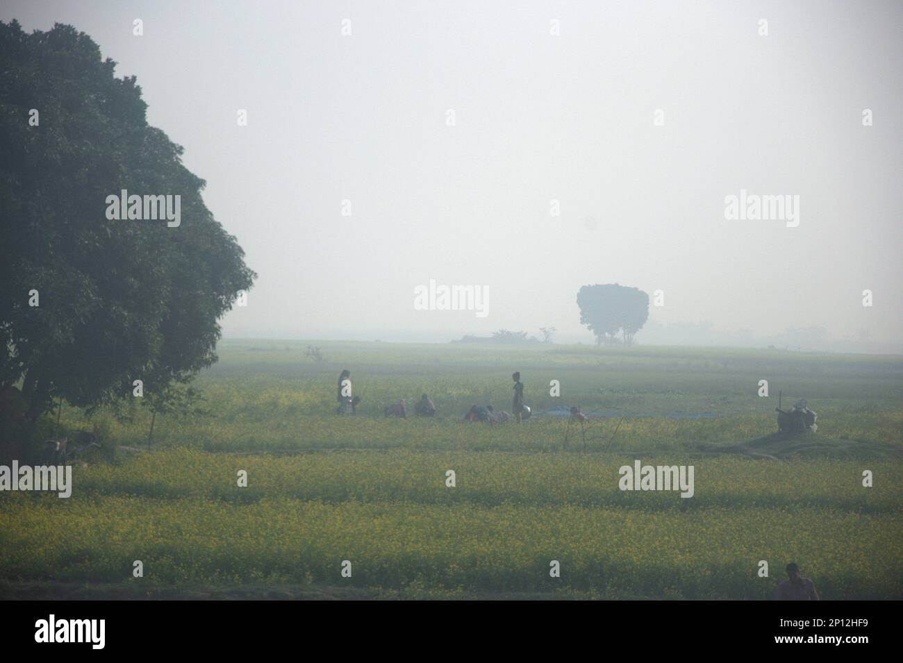 Foto mattutina invernale in una zona rurale con campo di senape in Bangladesh. Foto Stock