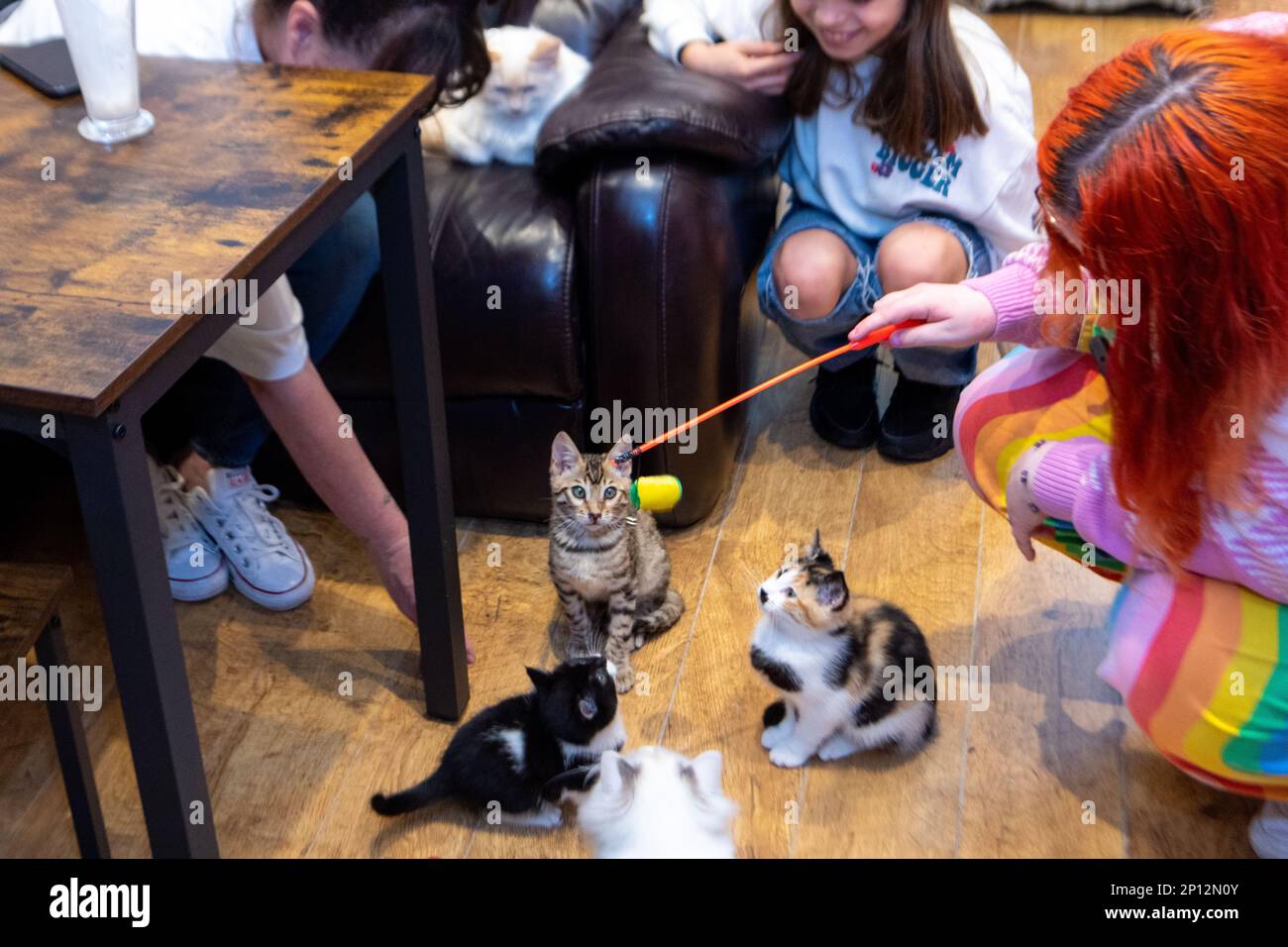 Brentwood, Regno Unito. 03rd Mar, 2023. Brentwood Essex 3rd Mar 2023 A Brentwood Essex è Stato Aperto Un nuovo 'Cat café' chiamato PIP's Palace, dove gli amanti del gatto hanno a disposizione una terapia con gatti e una tazza di caffè. Credit: Ian Davidson/Alamy Live News Foto Stock