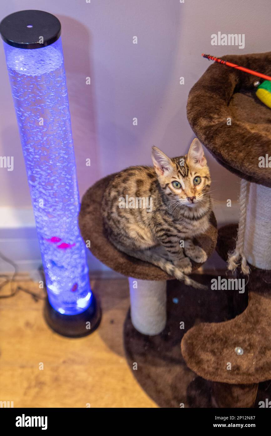 Brentwood, Regno Unito. 03rd Mar, 2023. Brentwood Essex 3rd Mar 2023 A Brentwood Essex è Stato Aperto Un nuovo 'Cat café' chiamato PIP's Palace, dove gli amanti del gatto hanno a disposizione una terapia con gatti e una tazza di caffè. Credit: Ian Davidson/Alamy Live News Foto Stock