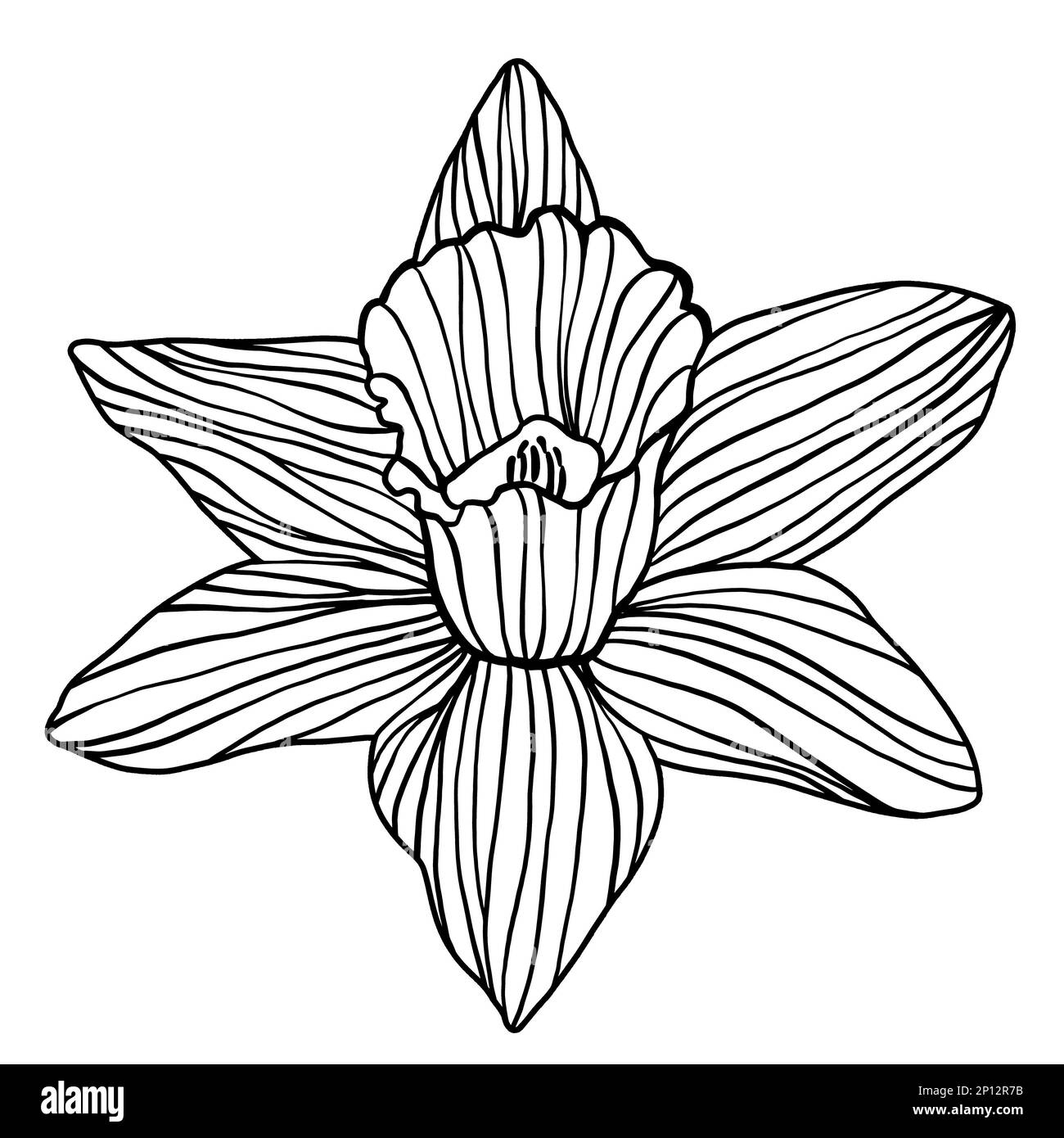 Singolo narciso daffodil fiore silhouette contorno doodle disegno isolato su sfondo bianco. Legno nero tagliato, linocut, stampa a blocchi di legno o motore retrò Foto Stock