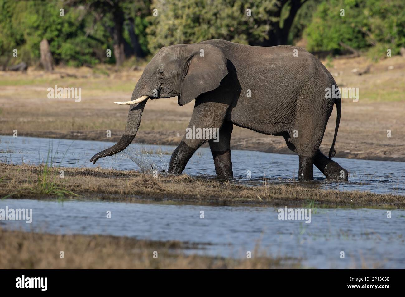 Un elefante africano adulto Loxodonta africana che attraversa le acque poco profonde del fiume Chobe, Botswana, prima di nuotare attraverso il fiume Foto Stock