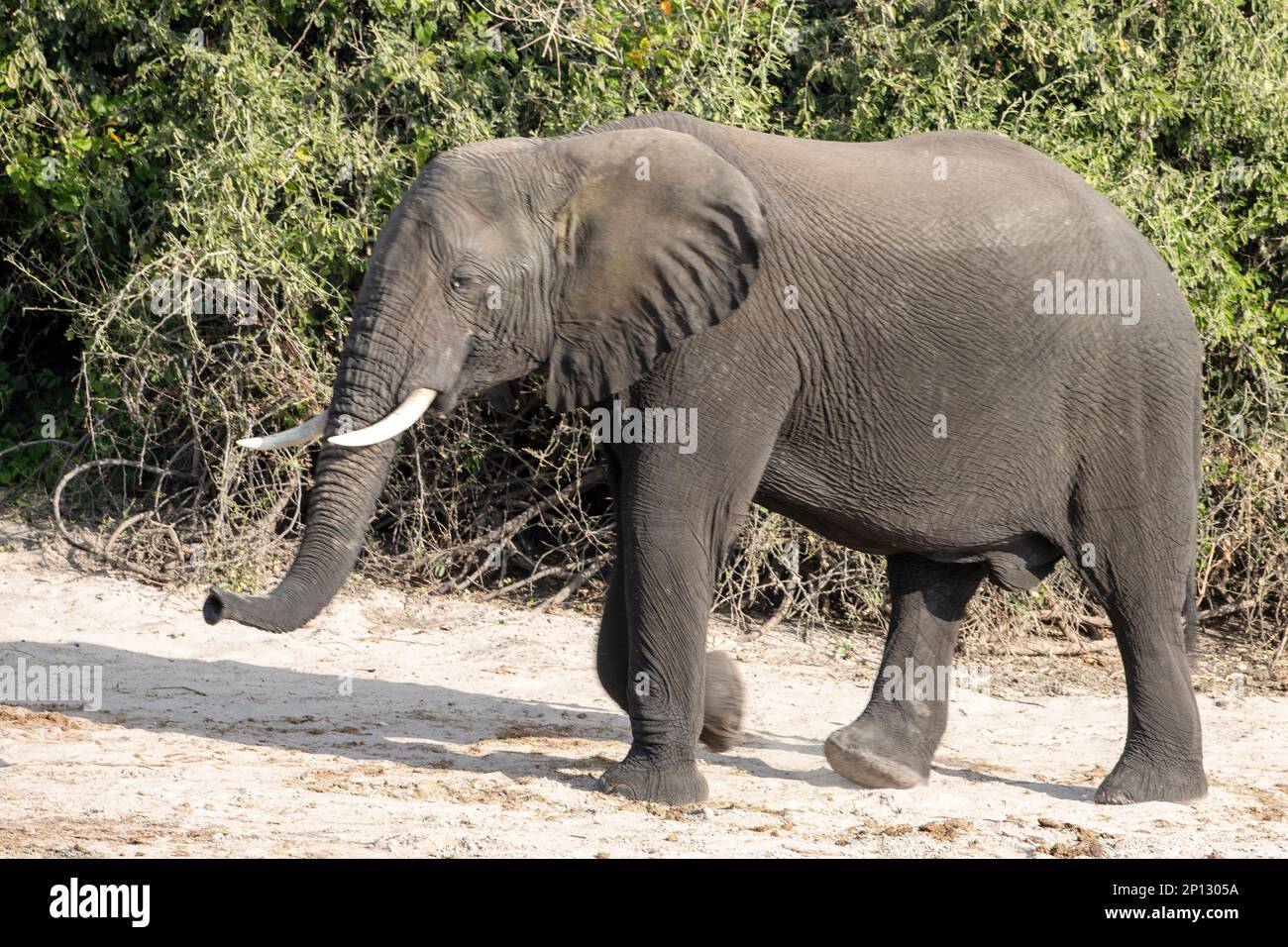 Elefante adulto singolo Loxodonta africana in profilo a piedi sulla riva sabbiosa del fiume Chobe, Botswana, Africa Foto Stock
