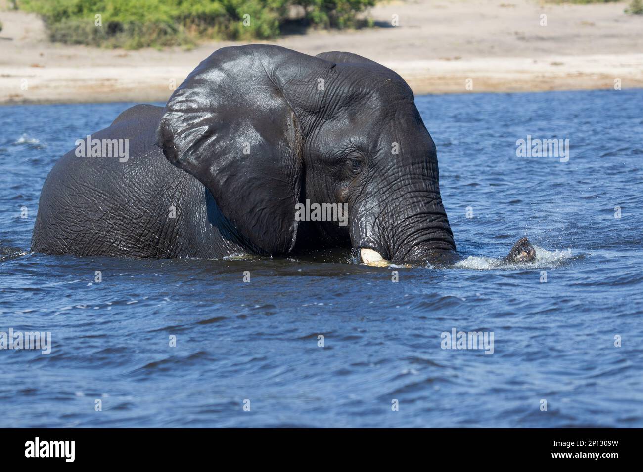 Adulto singolo African Elephant Loxodonta africana nuoto attraverso il fiume Chobe in Botswana all'accesso alla vegetazione sulla riva lontana Foto Stock