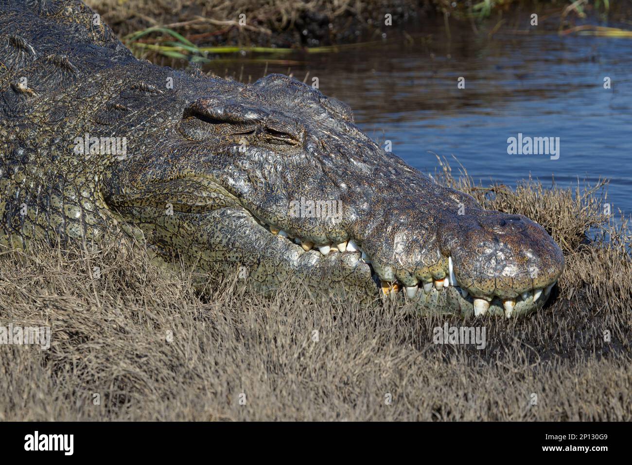 Primo piano di un grande coccodrillo del Nilo Crocodylus niloticus preso da una barca sul fiume Chobe in Botswana, Africa Foto Stock