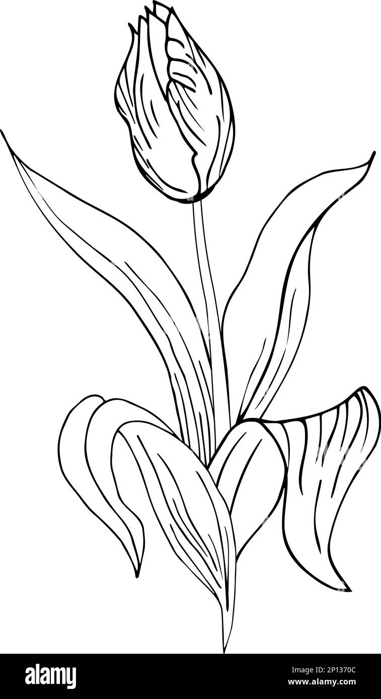 Sfondo floreale con tulipani. Disegno a mano Illustrazione Vettoriale