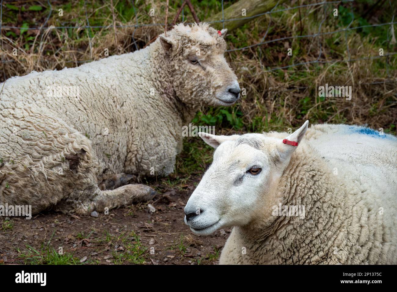 ritratto di due pecore lanose con belle facce Foto Stock