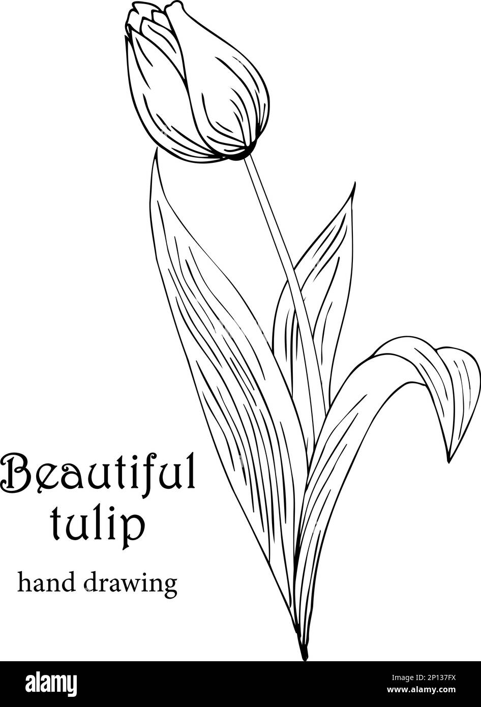 Sfondo floreale con tulipani. Disegno a mano Illustrazione Vettoriale