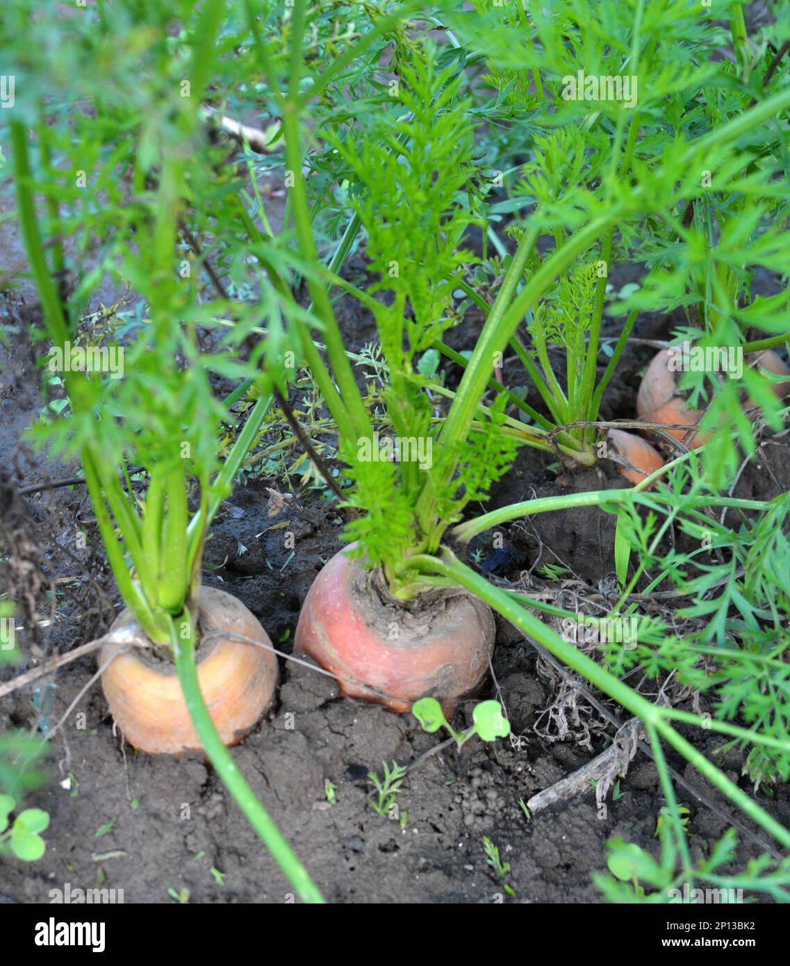 Carote che crescono nel giardino in terreno organico aperto Foto Stock