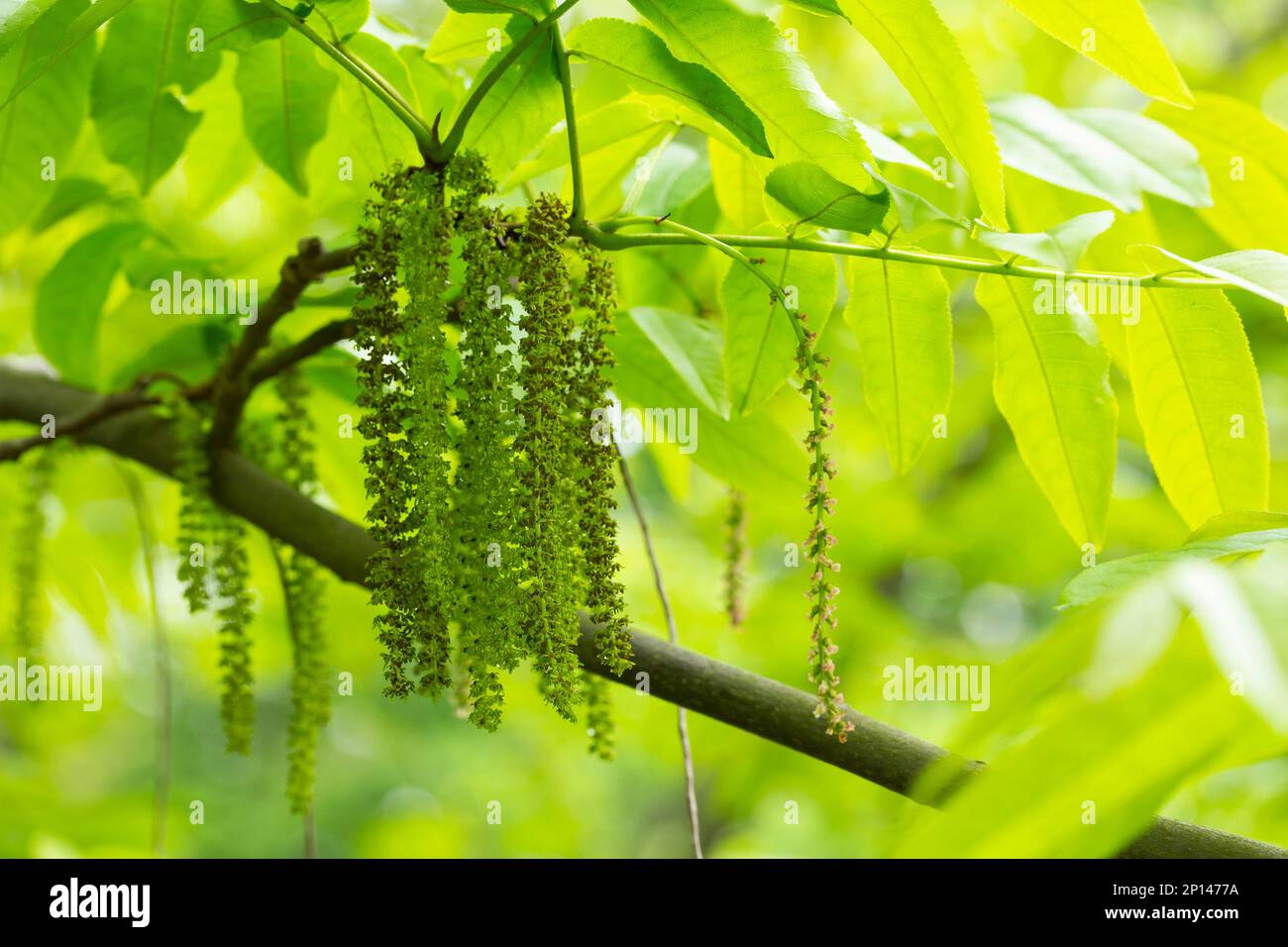 Il ramo di noce manchuriano Juglans mandshurica con catkins fiori di staminato . sfondo naturale verde primavera Foto Stock