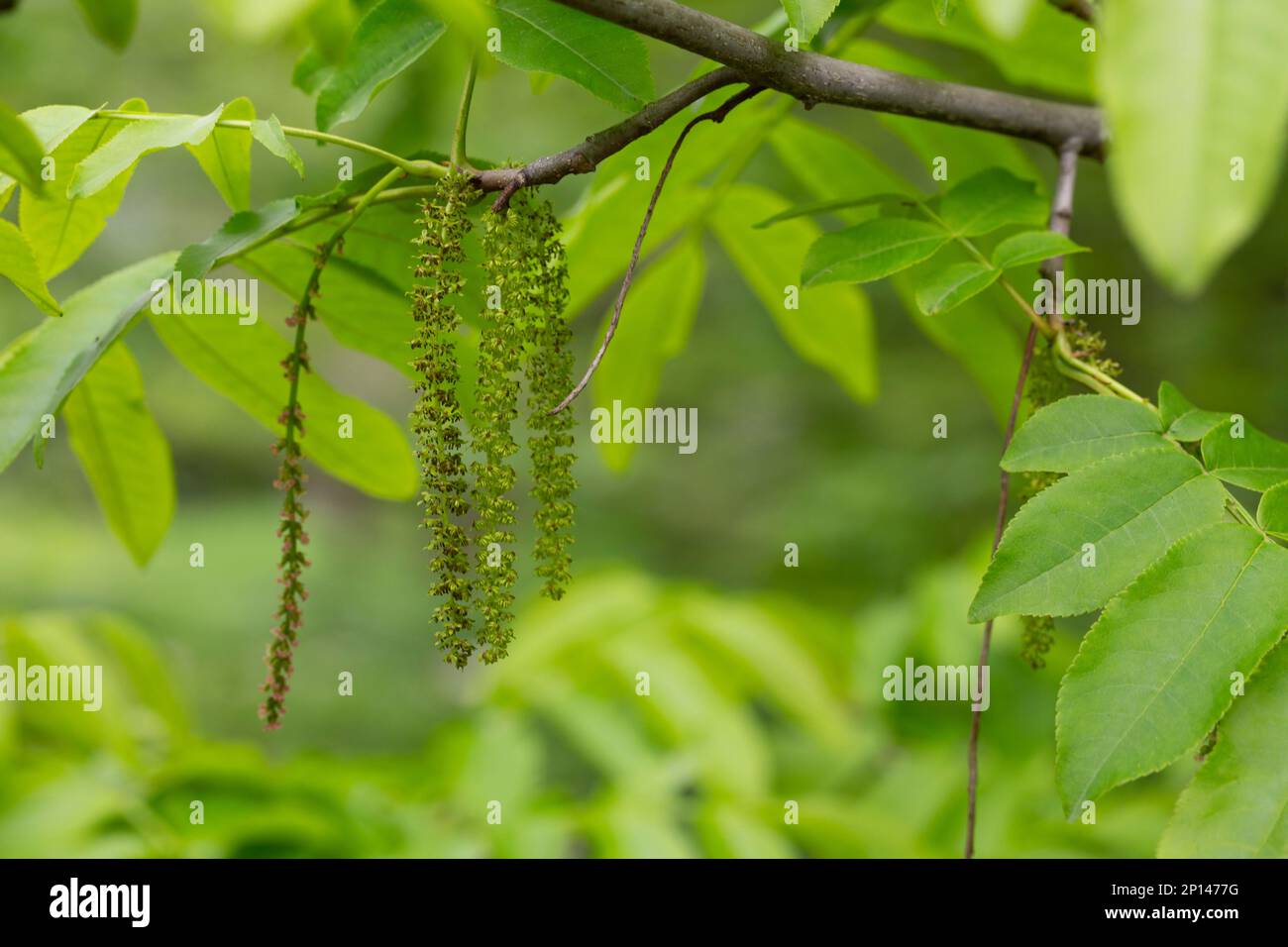 Il ramo di noce manchuriano Juglans mandshurica con catkins fiori di staminato . Foto Stock