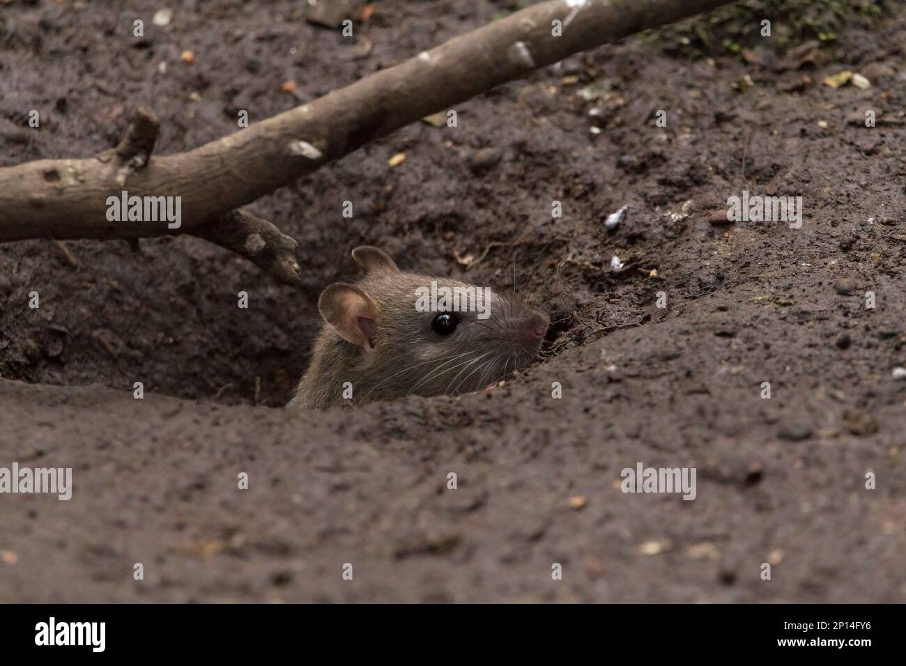 Rat brown Rattus norvegicus, pelliccia grigio brunastro grossolana piccole orecchie finemente pelate coda affusolata spessa squamosa lunghe sussurri quattro dita anteriori cinque dita posteriori Foto Stock