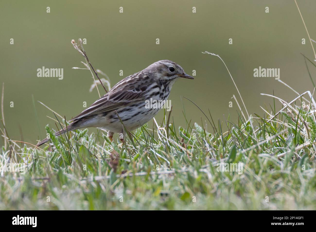 Wiesenpieper, Wiesen-Pieper, Anthus pratensis, Pipit prato, farlouse le Pipit, le Pipit des prés, Béguinette Foto Stock