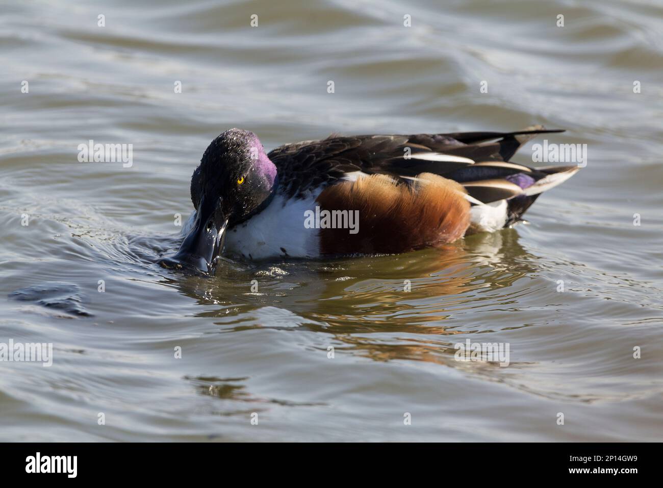 Shoveler Anas clypeata, anatra maschio con corpo nero e bianco ha lungo appiattito ampio becco nero una testa verde e fianchi di castagno. Foto Stock