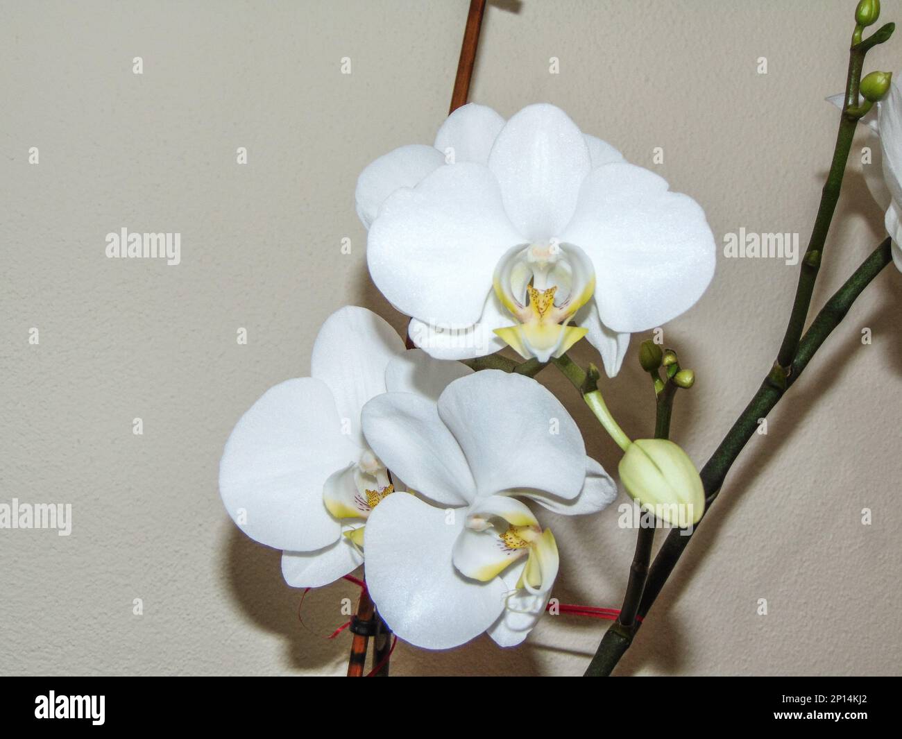 Fiori di orchidea bianca nella pentola Foto Stock