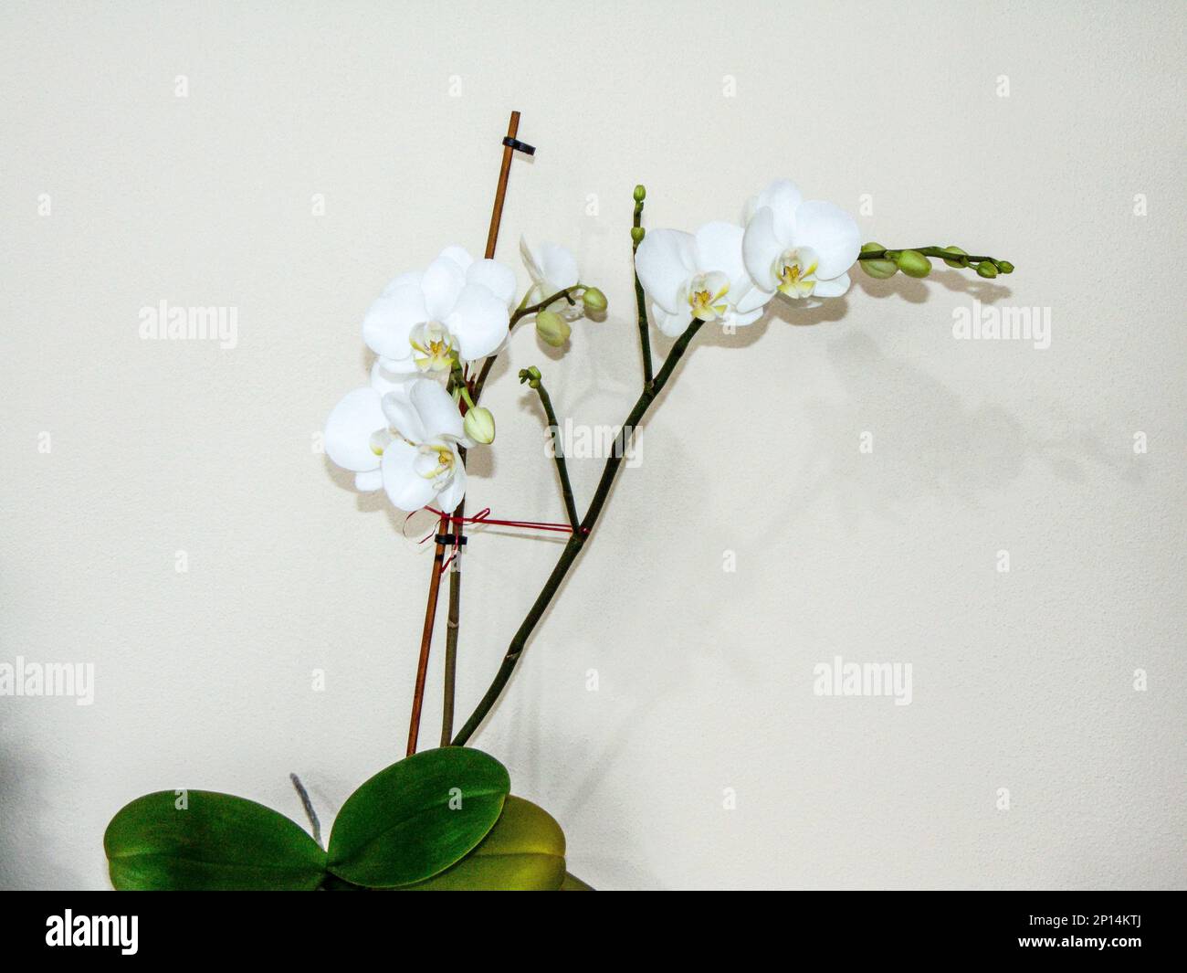 Fiori di orchidea bianca nella pentola Foto Stock