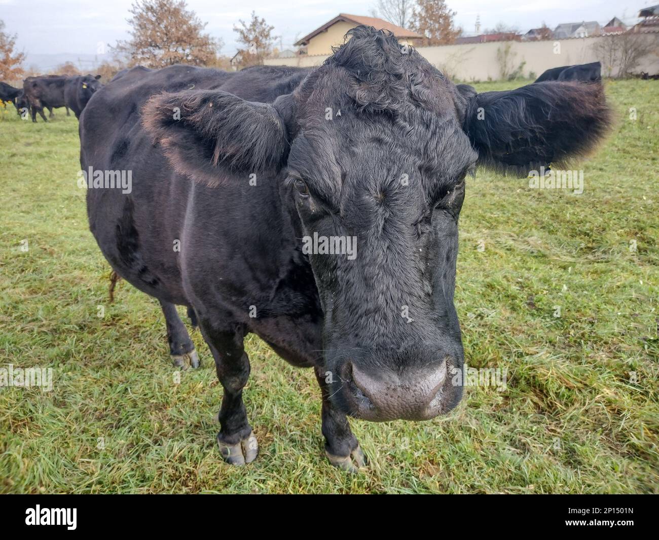 La vacca nera di angus nell'erba. Ritratto della mucca angus nera Foto Stock