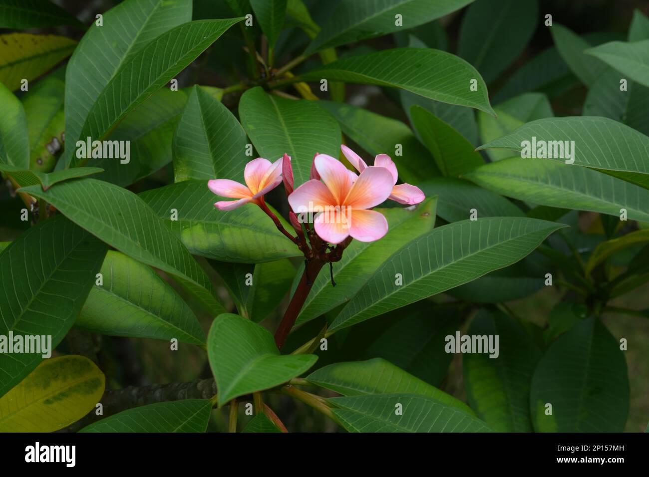 I petali rosa a forma di imbuto del fiore di Frangipani con le foglie di verde smeraldo oblunghe appuntite nel Queensland tropicale, Australia Foto Stock