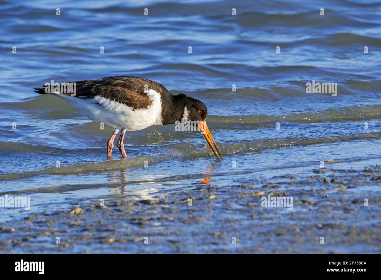 Ostercatcher pied comune / Ostercatcher eurasiatica (Haematopus ostralegus) lavaggio clam rasoio (Ensis sp.) in acqua prima di mangiare a salpalma Foto Stock