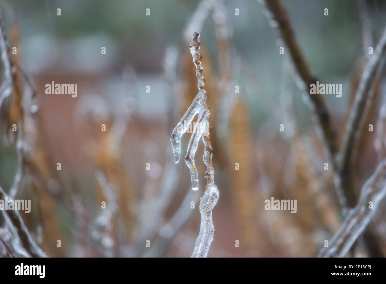 Acqua piovana congelata su tutti i rami dell'albero con cialde marroni ricoperte di gelo. Ciclicelli appesi ai ramoscelli. Foto Stock