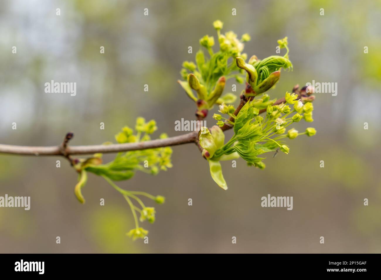 Fioritura ramo di acero. Bella primavera tempo sfondo floreale. Profondità di campo bassa Foto Stock