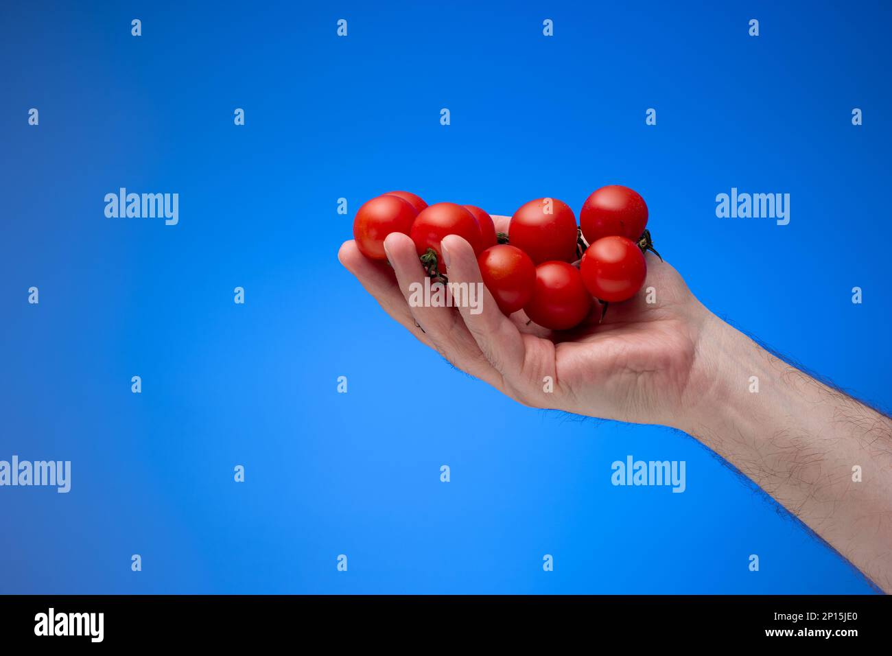 Pomodori ciliegini rossi freschi maturi tenuti in palma da mano maschio caucasica. Primo piano ripresa in studio, isolata su sfondo blu. Foto Stock