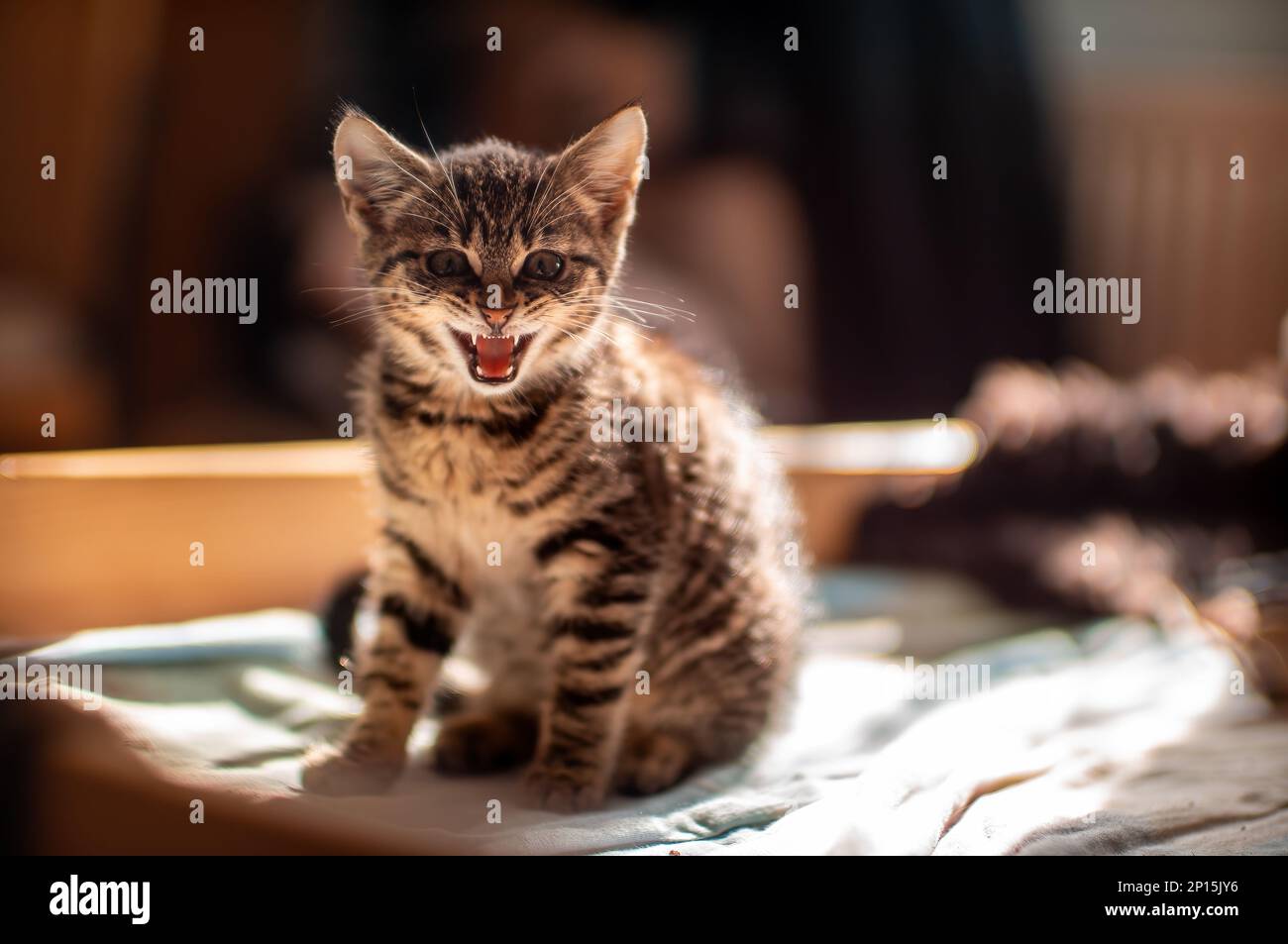 un gattino giovane e carino si muta alla macchina fotografica Foto Stock