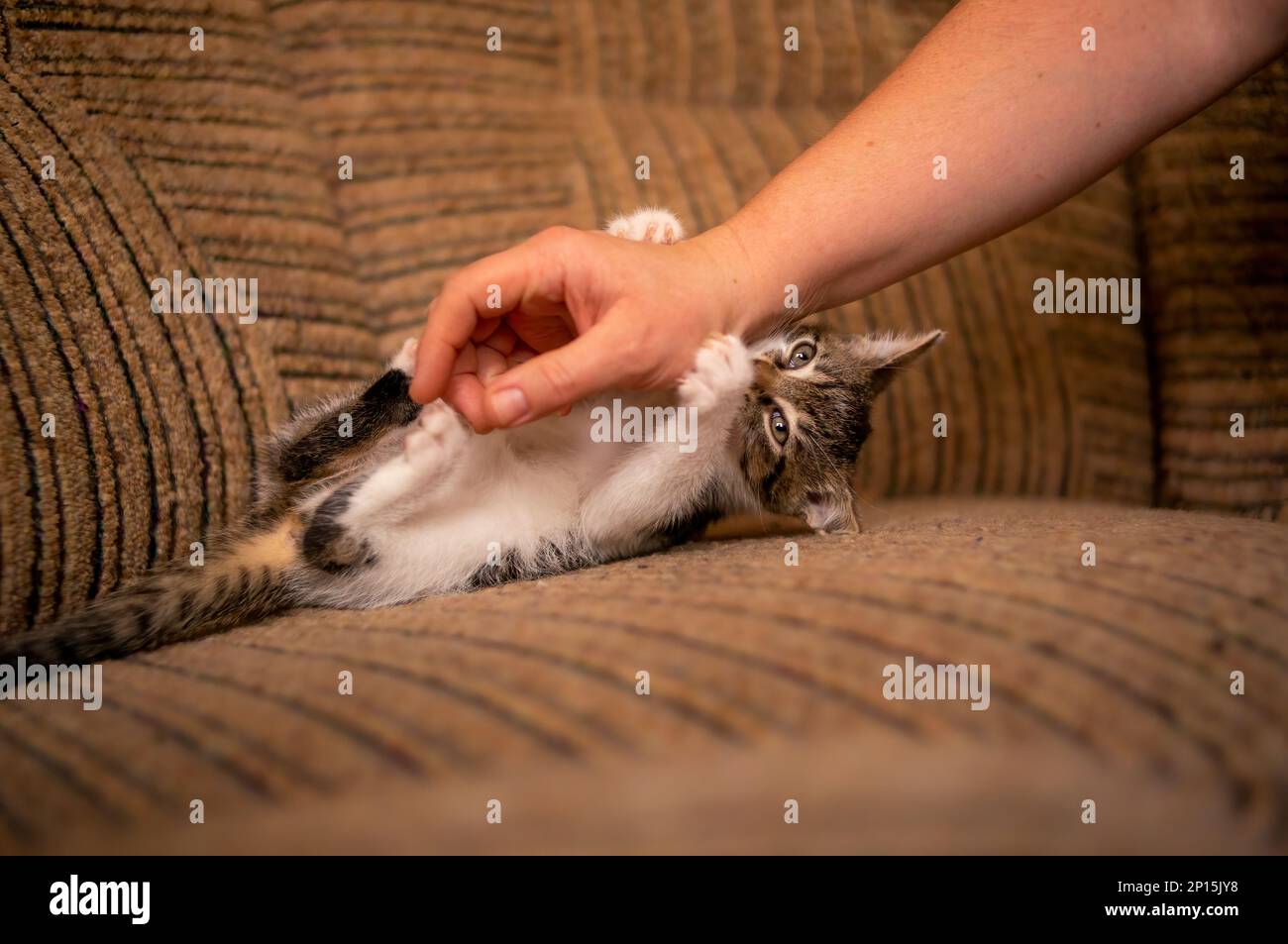 un gattino giovane e carino che gioca con il suo umano Foto Stock