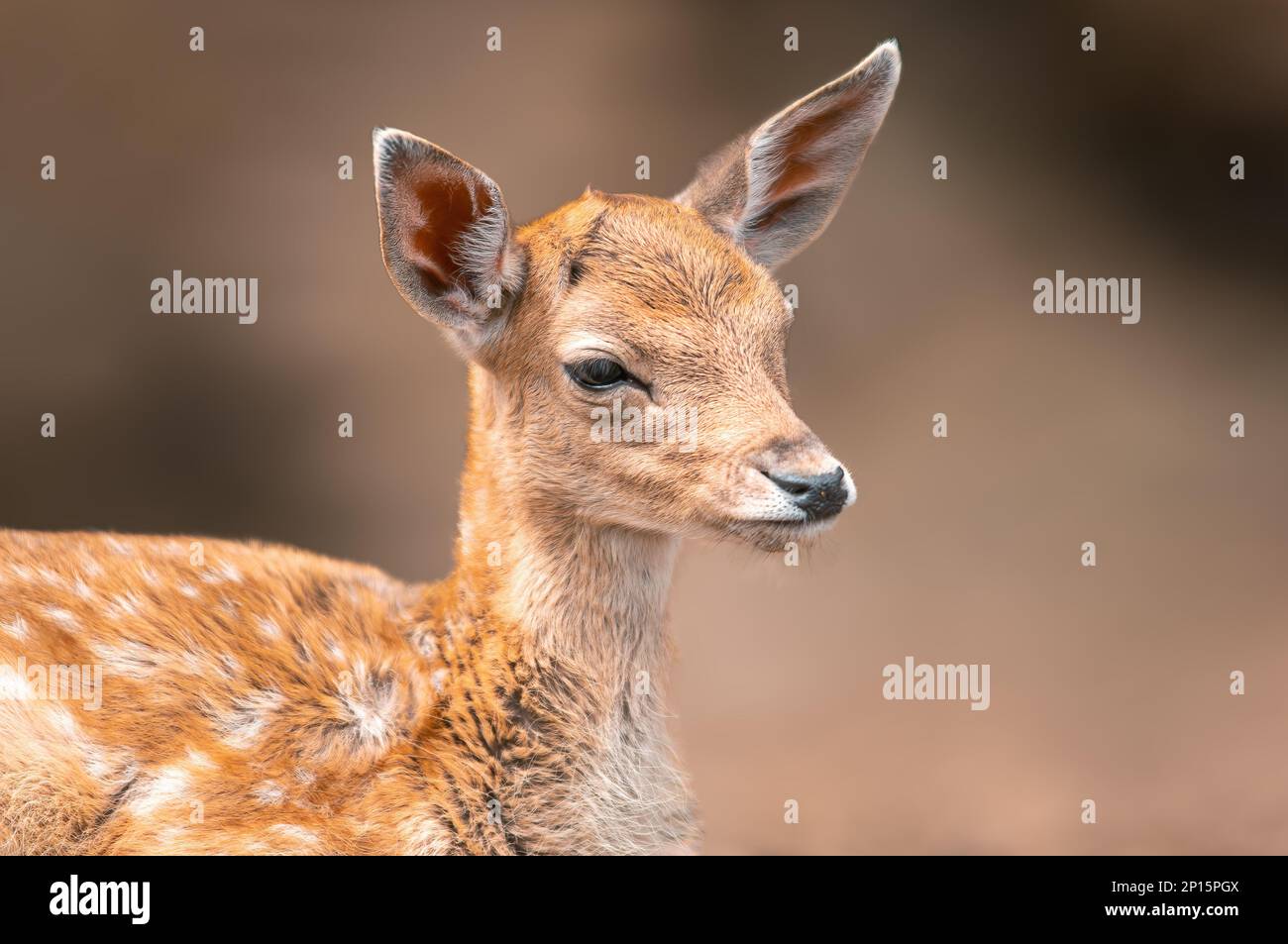 un ritratto di un giovane vitello da daino Foto Stock