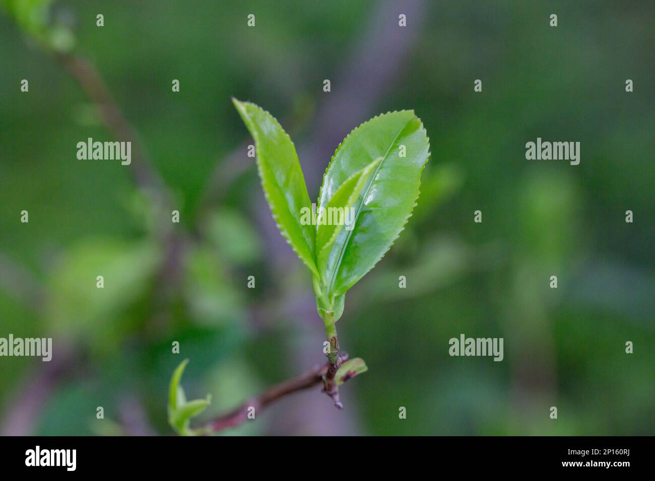 Primo piano, cima della foglia di tè verde al mattino, piantagione di tè, sfondo sfocato. Una foglia di camelia cinese, da cui vengono prodotti il tè verde e nero Foto Stock