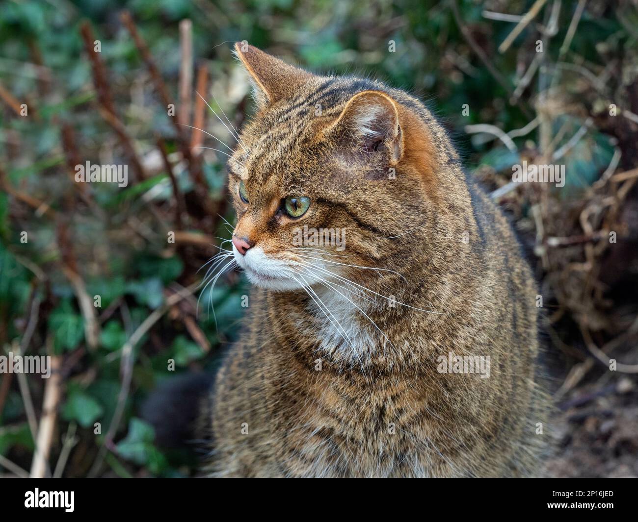 Gatto selvatico europeo Felis silvestris silvestris Foto Stock