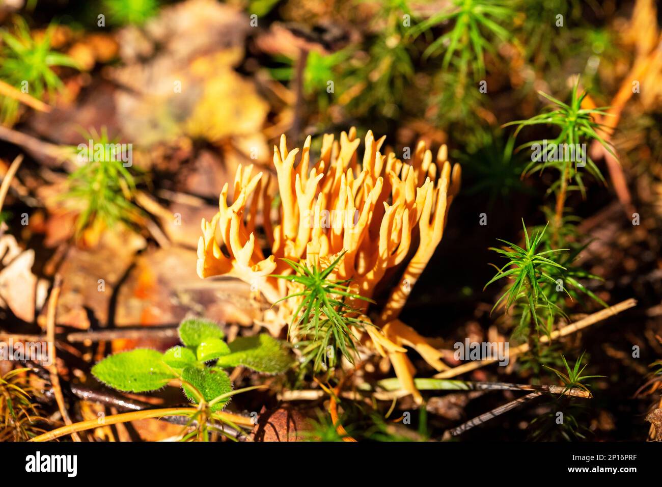 Barba di capra Ramaria flava nelle pinete del Golfo Baltico orientale della Finlandia a fine estate, funghi esculenti Foto Stock