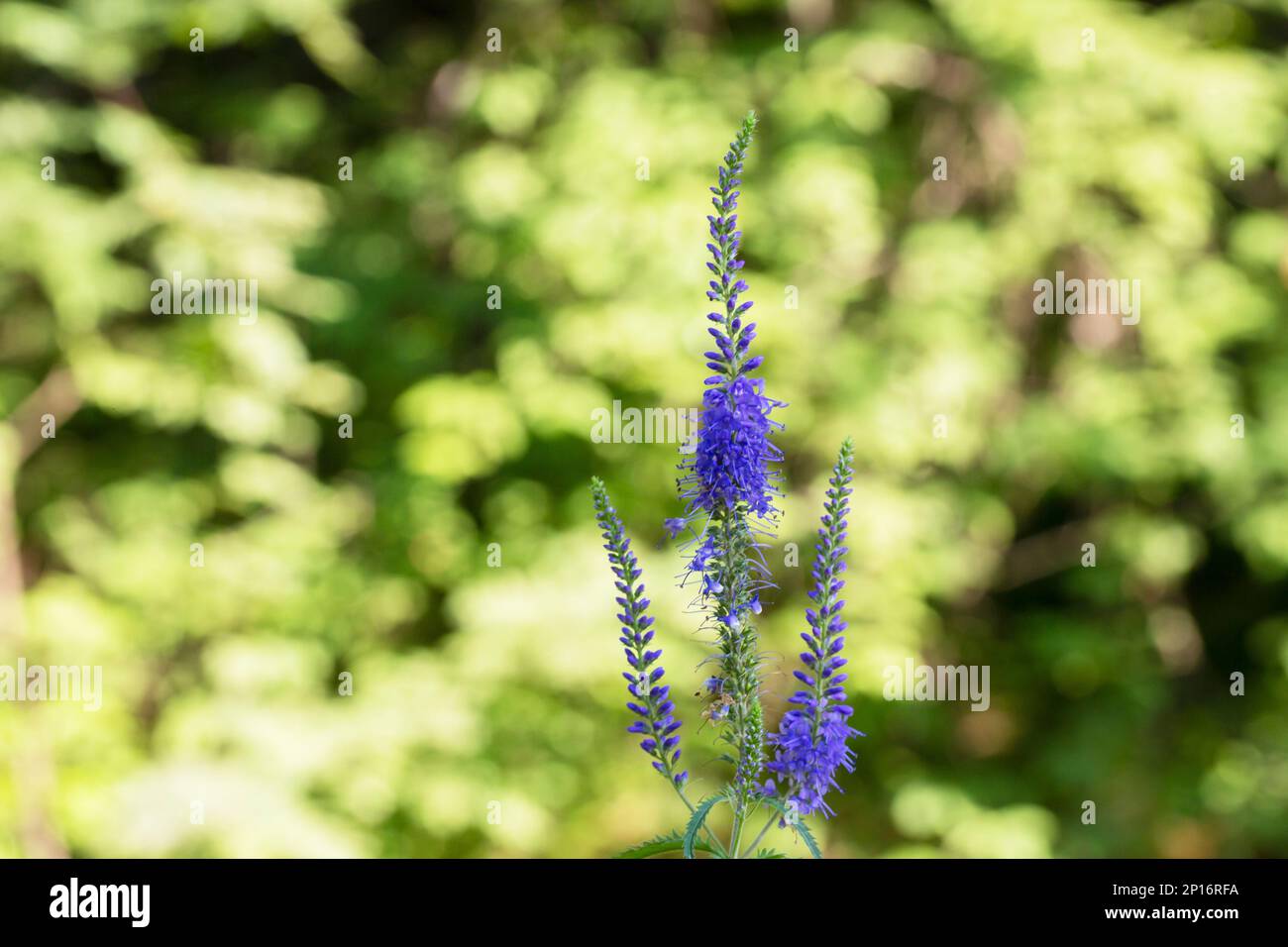 Pianta fiorita di Veronica Longifolia, conosciuta come giardino speedwell o a foglia lunga speedwell, nel giardino. Foto Stock