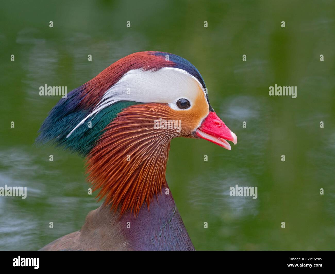 Mandarin Duck Axi sponsora maschio in primavera selvaggio alato pieno Norfolk aprile Foto Stock