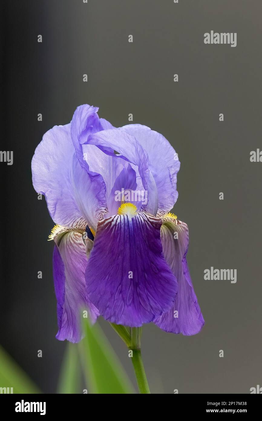 Iris germanica fiore viola nel design del giardino Foto Stock