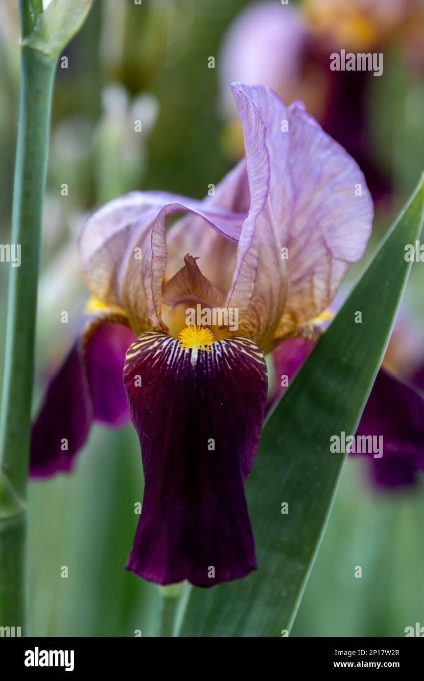 Iris germanica fiore viola nel design del giardino Foto Stock